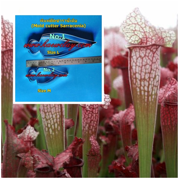พิมพ์อลูมิเนียมตัดซาราซีเนีย(Aluminum mold cutter Sarracenia.)