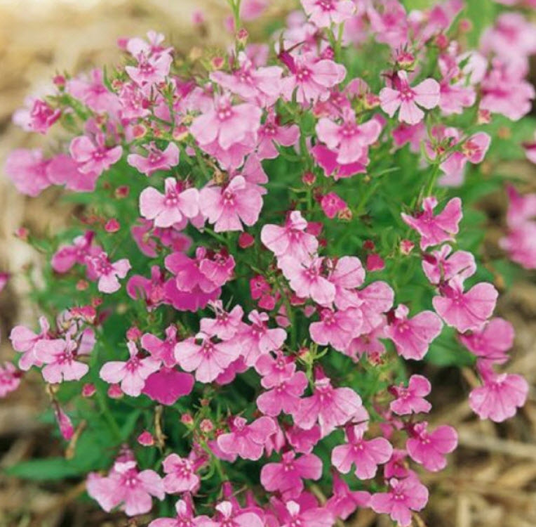 โลบีเลีย (Lobelia - Fountain Rose) สีชมพู / 5,000 เม็ด (UK)*