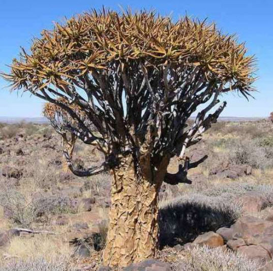 ควีฟเวอร์ หรือคีฟเวอร์ (Quiver / Kokerboom) / 5 เม็ด (UK)