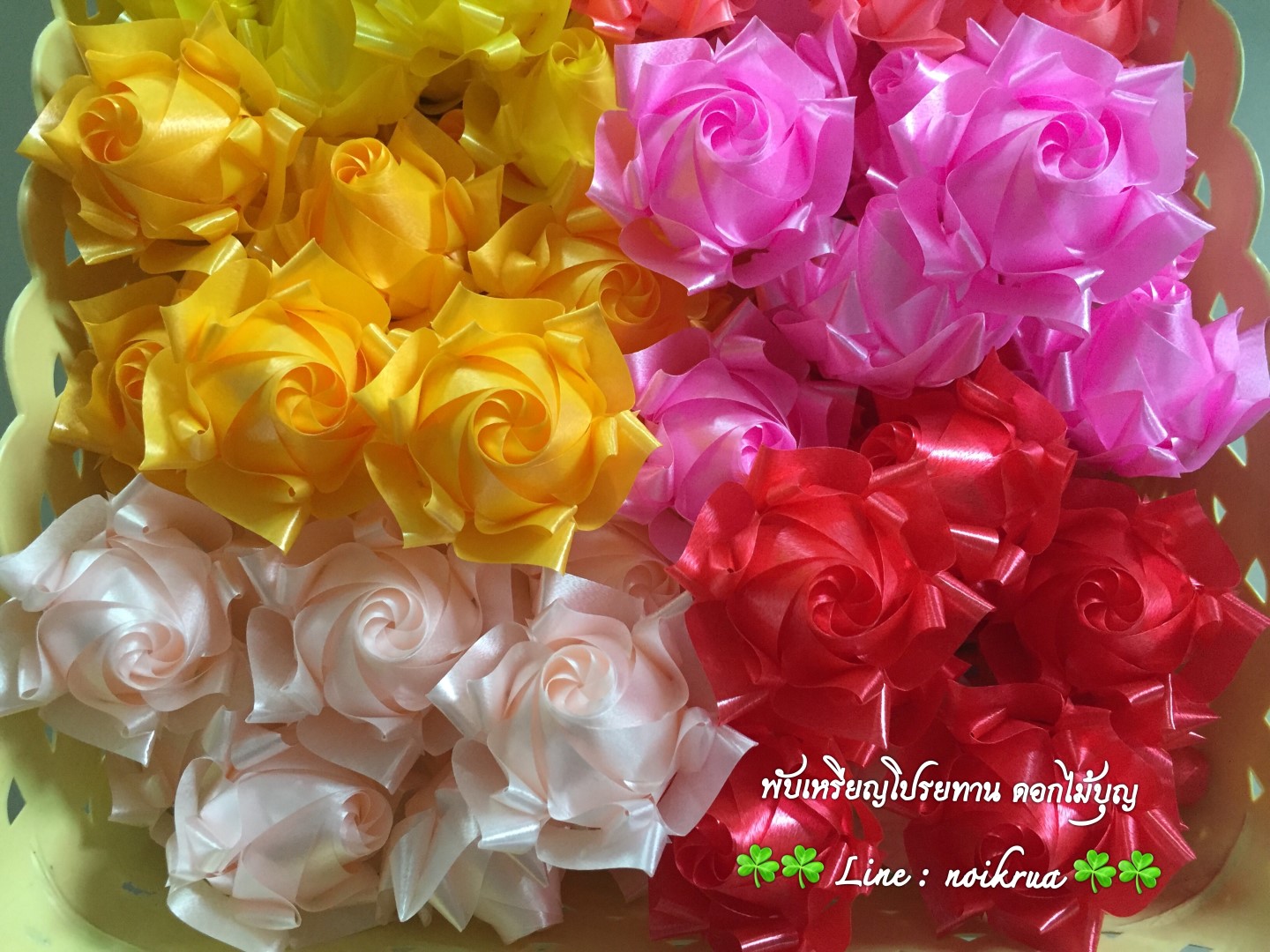 บัวปทุมมามินิ