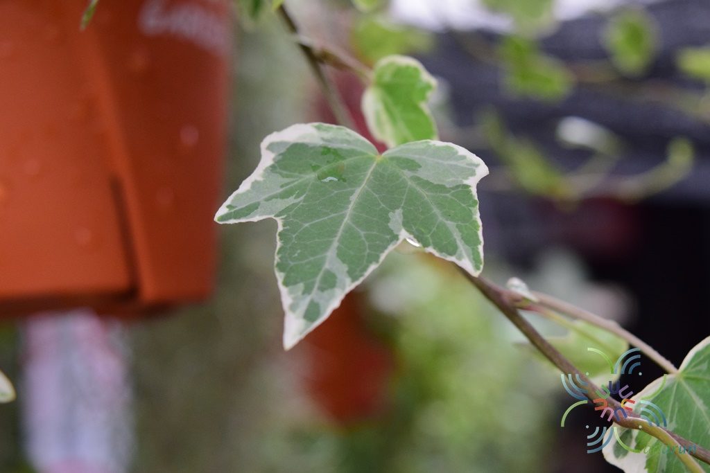 พิมพ์อลูมิเนียมตัดใบไอวี่Aluminum mold cutter Ivy leaves )