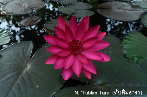 บัวสาย'ทับทิมธารา' / N.'Tubtim Tara'