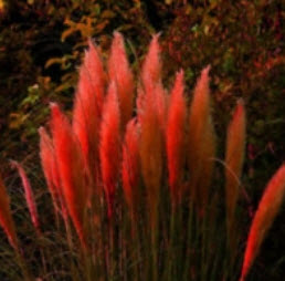 หญ้าภูเขา สีแดง (Red Pampas) / 400 เม็ด*