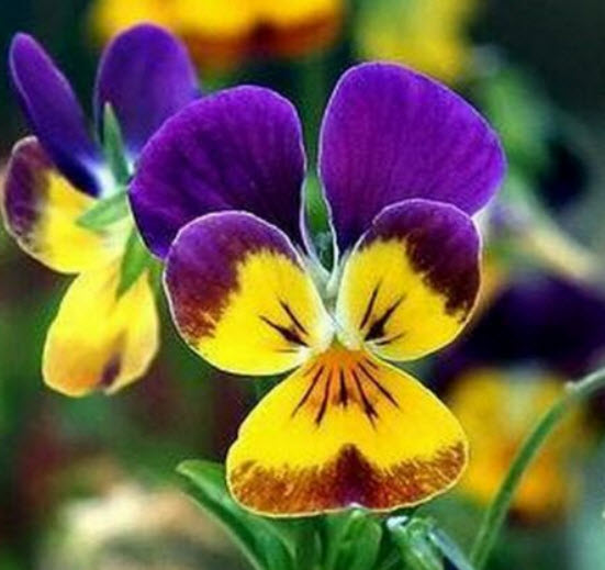 ไวโอลา สามสี (Viola Tricolor) / 100 เม็ด (USA)