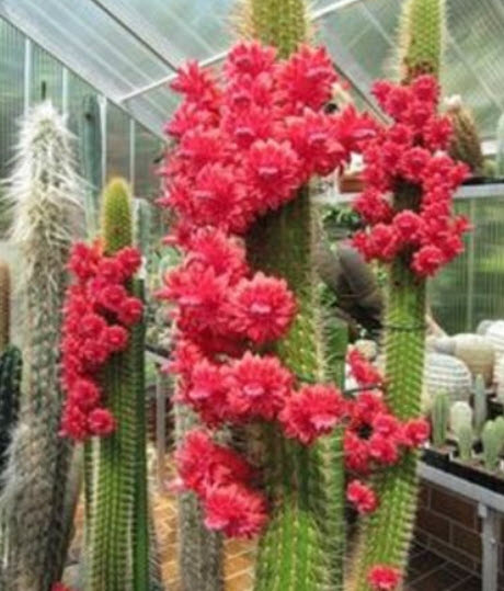 แคคตัสโบลีเวีย (Bolivicereus Cleistocactus Samaipatanus) / 5 เม็ด (Israel)