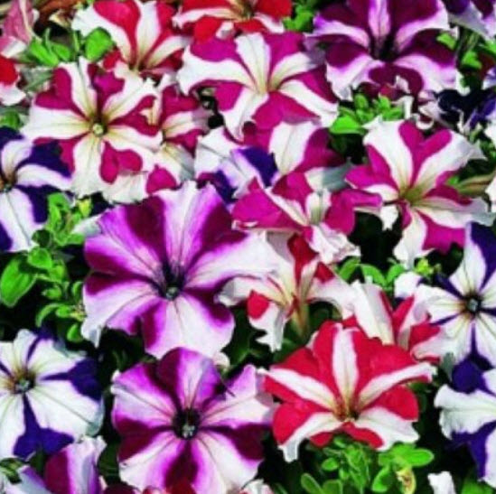 พิทูเนีย สตาร์ฟอล (Petunia Starfall) คละ / 1,500 เม็ด (Ukraine)*