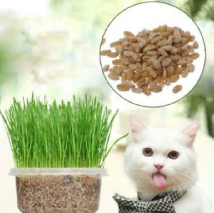 หญ้าแมว (cat grass) / 400 เม็ด*