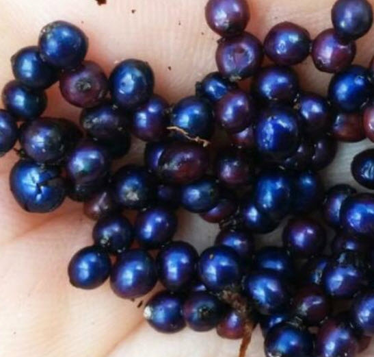 มาร์เบิล เบอรี่ (Marble berry / Metallic Blue Pearl) / 5 เม็ด (Portugal)
