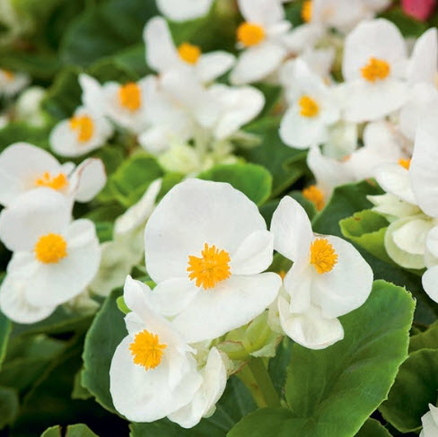 บิโกเนียใบมัน (Begonia Wax) ขาว / 50 เม็ด (USA)*