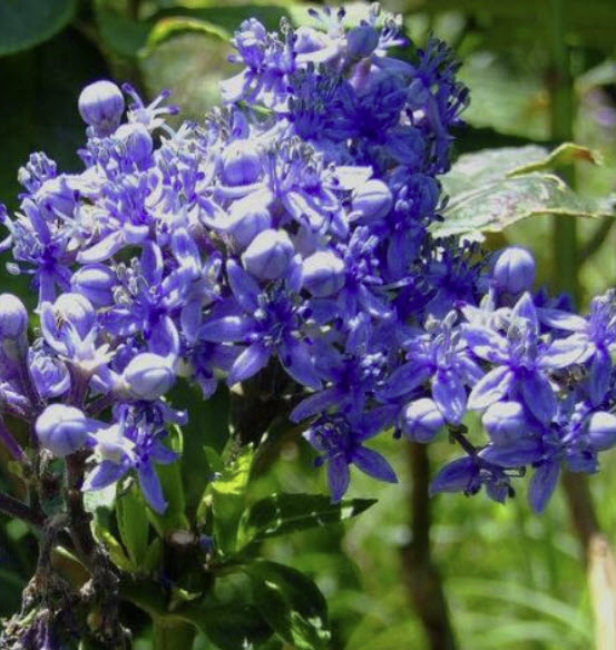 แพรวไพลิน หรือฮอมดง (Dichroa Febrifuga) / 5 เม็ด (Portugal)