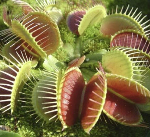 กาบหอยแครง (Venus Flytrap) / 50 เม็ด (USA)*