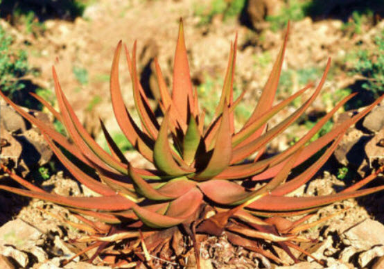 ว่านหางจระเข้ (Aloe - Gariep River Aloe) สีส้ม / 10 เม็ด (Portugal)*