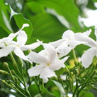 พิมพ์อลูมิเนียมตัดดอกพุดแก้ว+ใบพุดแก้ว(Aluminum mold cutter Sampaguita Jasmine + leaves )