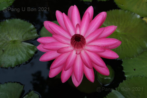 บัวสาย'วารีลาภ' / N.'Wareelarp'