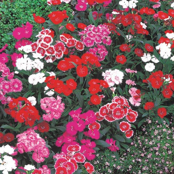 พิมพ์ตัดดอก+ใบผีเสื้อ(Mold cutter dianthus chinensis)