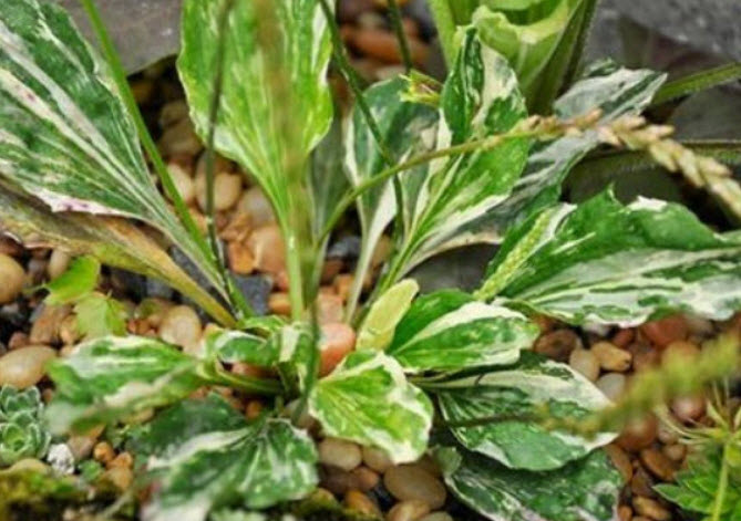 ผักกาดน้ำ ใบด่าง (Plantain - Variegated) / 25 เม็ด (USA)*