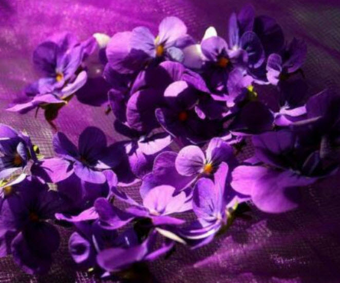 ไวโอลา หรือหน้าแมวจิ๋ว (Viola Odorata) สีม่วงเข้ม / 15 เม็ด (Portugal)*