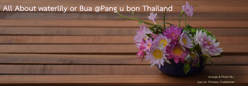 "ปางอุบล" สวนบัว - บ้าน/สวนในเมืองนนท์ สะสมศึกษาพันธุ์บัว