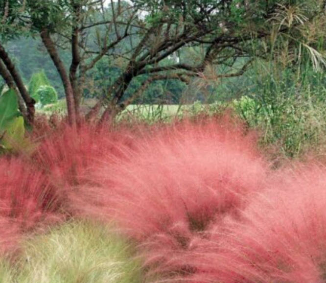 หญ้ามูลี่สีชมพู (Pink Muhly Grass) / 500 เม็ด (France)*