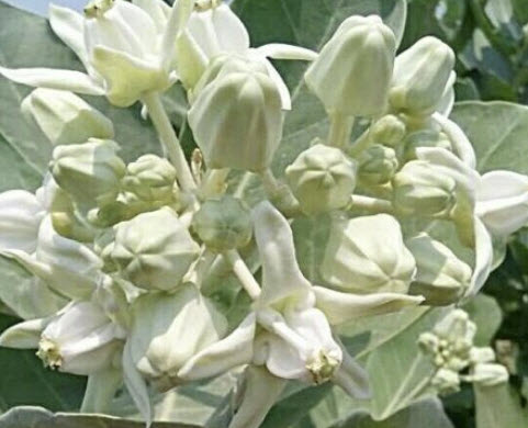 รัก (Crown Flower / Calotropis Gigantea) สีขาว / 15 เม็ด (Sri Lanka)*