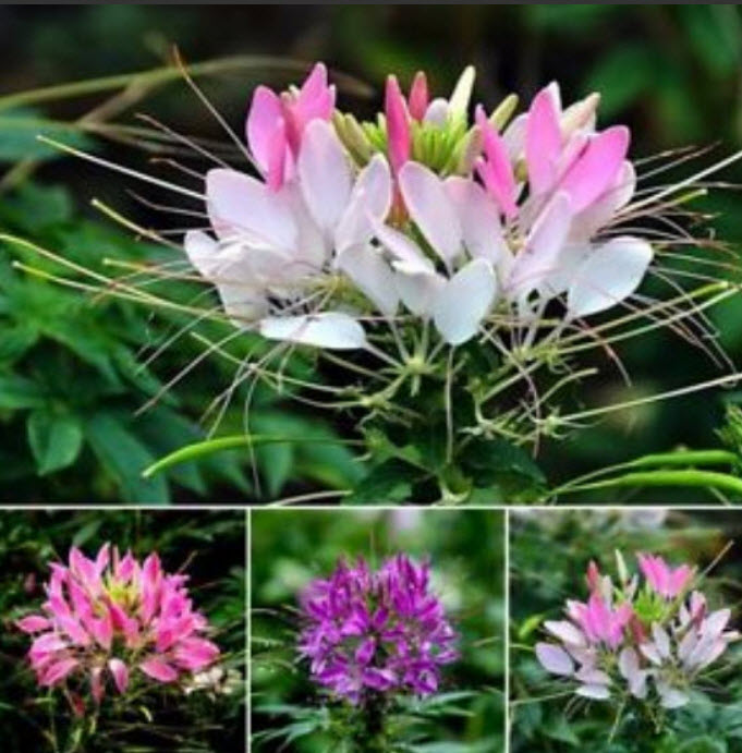 เสี้ยนฝรั่ง (Cleome / Spider Flower) คละ / 200 เม็ด*