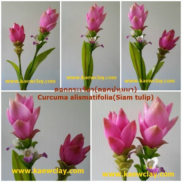 ดอกกระเจียว,ดอกปทุมมา (Curcuma alismatifolia ,Siam tulip)