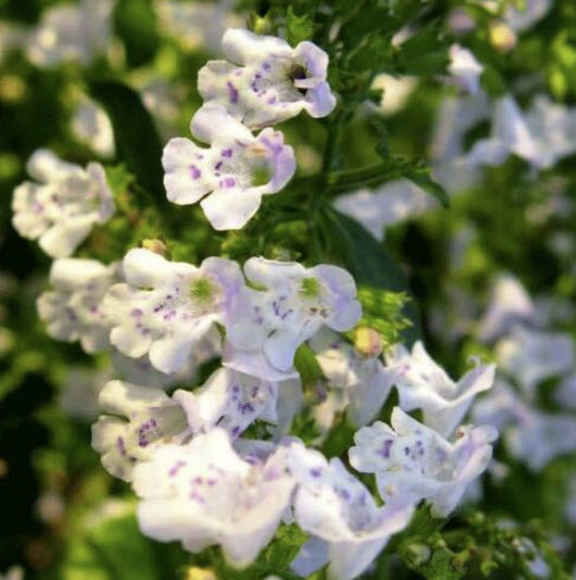คาลามิ้นท์ (Calamintha Nepeta) / 250 เม็ด (UK)