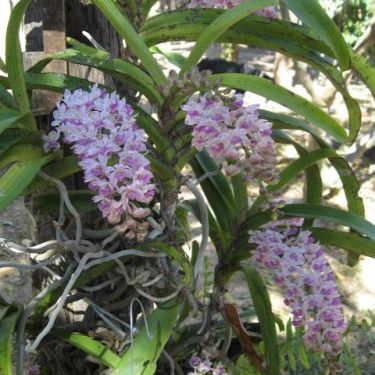พิมพ์ตัดกล้วยไม้ช้างกระ ดอก+ใบ(Aluminum mold cutter Rhynchostylis gigantea orchids)