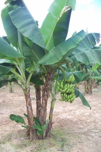 เรซินอัดลายใบกล้วย(Veiners Banana leaves )