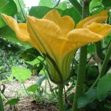 พิมพ์ตัดใบฟักทอง (Mold cutter Pumpkin Leaf)