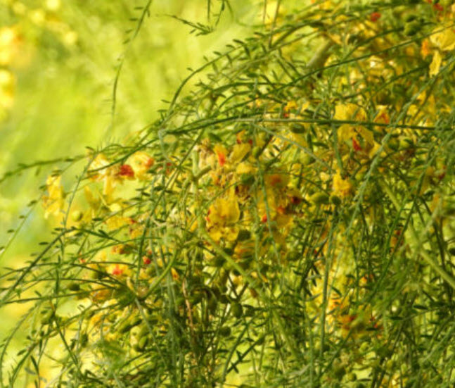 รัตมา หรือรัตตมา (Jerusalem thorn / Pakinsonia Aculeata) / 10 เม็ด (Italy/Portugal)*