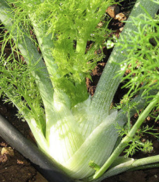 ผักชีล้อม (Fennel Florence) / 20 เม็ด (UK)