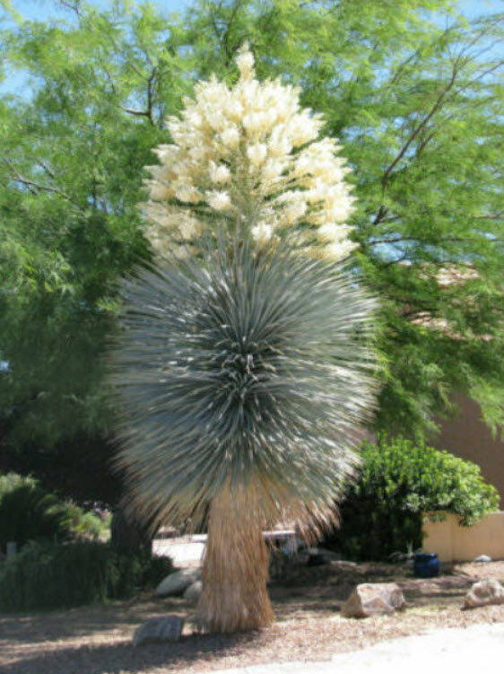 บลู ยุคคา (ฺBlue Yucca / Yucca rigida) / 5 เม็ด (Portugal)*