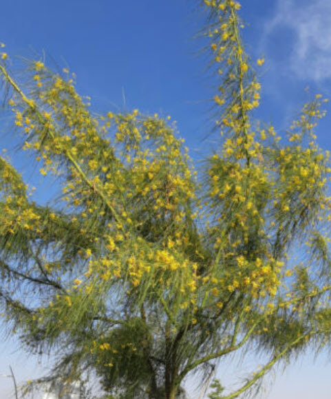 รัตมา หรือรัตตมา (Jerusalem thorn / Pakinsonia Aculeata) / 10 เม็ด (Italy/Portugal)*