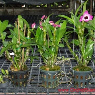 พิมตัดโนบิเล่ (Aluminum mold cutter Dendrobium nobile orchids)