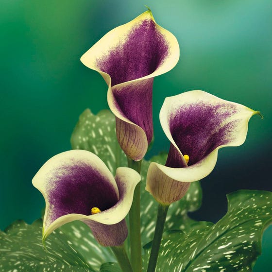 เรซินอัดลายดอกคาร่า(Veiners calla lily)