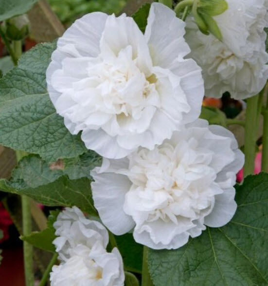 ฮอลลี่ฮ็อค (Hollyhock - Charter's White) ซ้อน สีขาว / 20 เม็ด (Portugal)