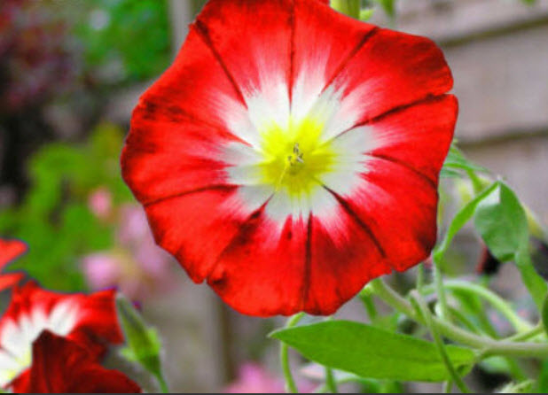 มอนิ่ง กลอรี่ สีแดง (Morning Glory - Red Ensign) / 10 เม็ด (UK)