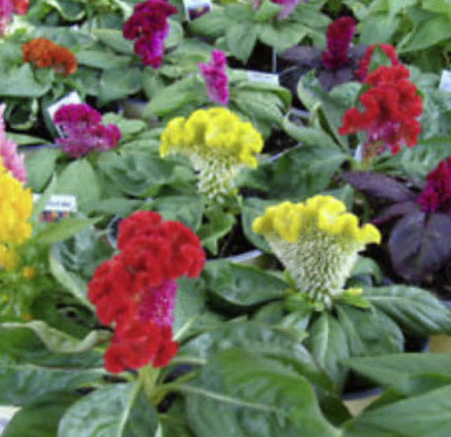 หงอนไก่ (Cockscomb / Celosia cristata) คละสี ต้นเตี้ย / 400 เม็ด (UK)
