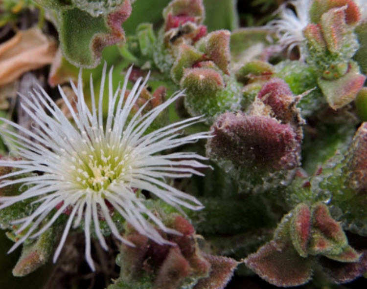 คอมม่อน ไอซ์แพล้นท์ (Common Iceplant) / 500 เม็ด (Spain)*