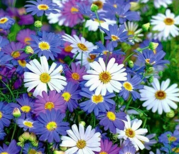 เดซี่ สวอน ริเวอร์ (Swan River Daisy) คละ / 5,000 เม็ด (UK)*