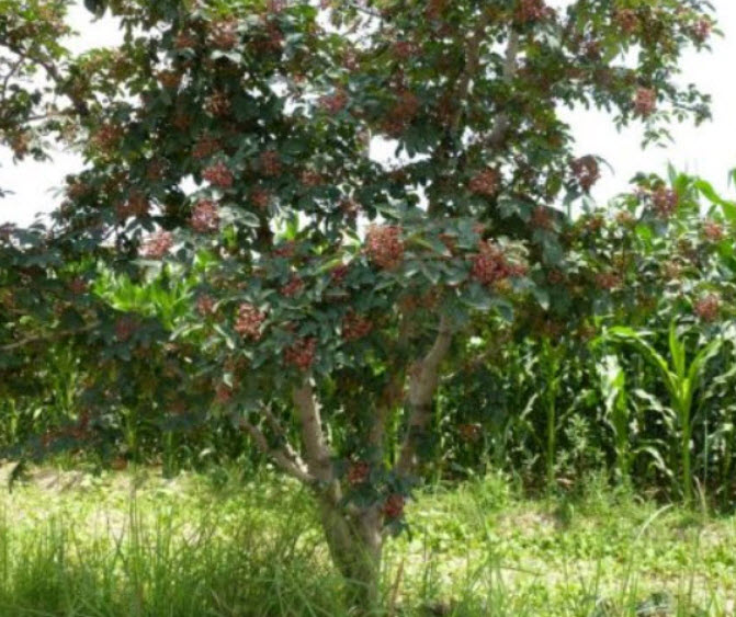 พริกไทยเสฉวน (Sichuan Pepper) / 50 เม็ด (China)*