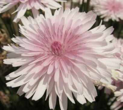 เครพิส รูบร้า (Crepis Rubra) สีชมพู / 15 เม็ด (UK)