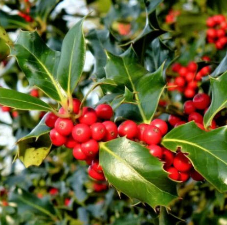 อิงลิช ฮอลลี่ (English Holly) / 5 เม็ด (UK)*
