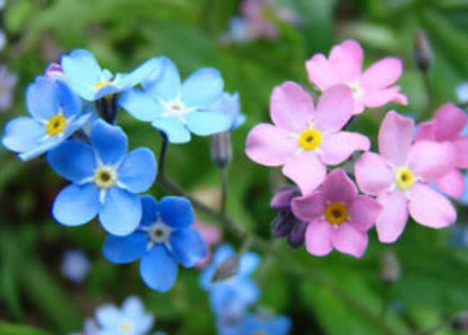 ฟอร์เก็ต มี น็อท (Forget Me Not) คละ / 500 เม็ด (UK)*