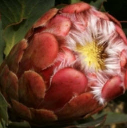โพรเทีย Protea Grandiceps / Princess Protea / คละ 3 เม็ด (UK)*