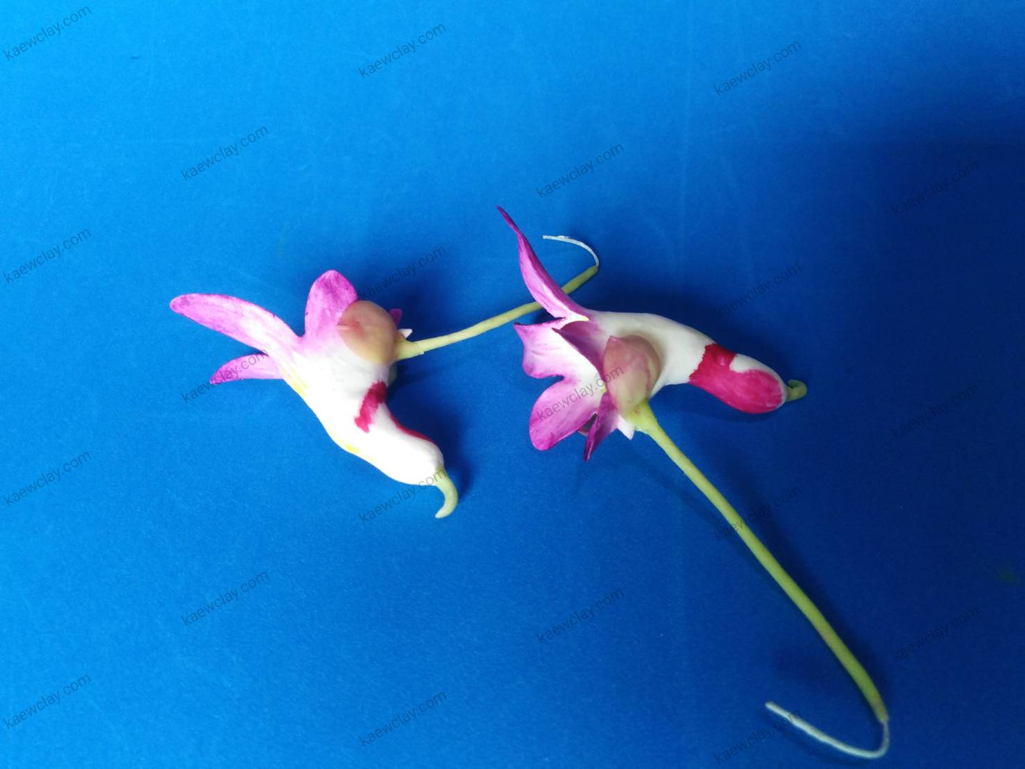 ดอกเทียนนกแก้ว ( parrot flower )
