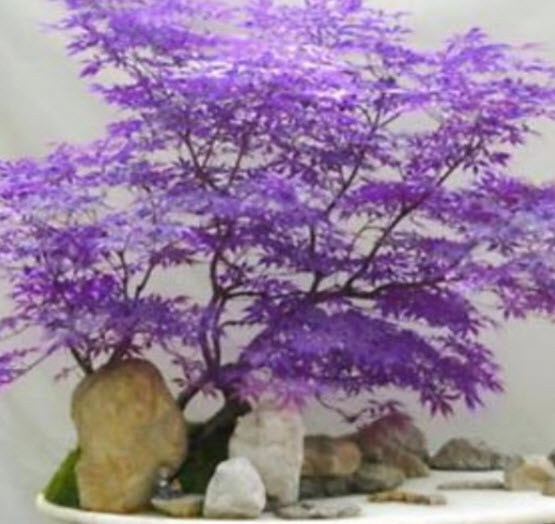 เมเปิ้ลญี่ปุ่น (Japanese Maple Bonsai) สีม่วง / 10 เม็ด (UK)