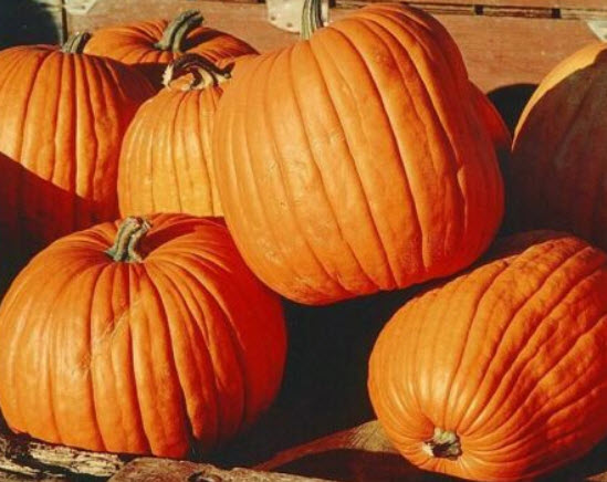 ฟักทอง ฮาโลวีนโกลด์ (Pumpkin - Haloween Gold) / 25 เม็ด (UK)
