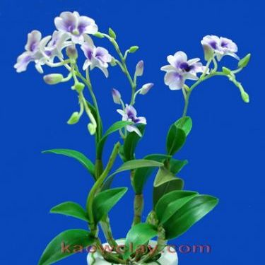 พิมพ์ตัดกล้วยไม้หวาย (Aluminum mold cutter Dendrobium )
